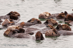 Sea-Otter-D300S-216156