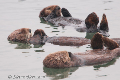 Sea-Otter-D300S-216354