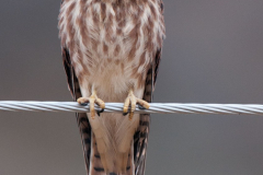 American-Kestrel-D300S-209896