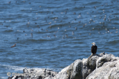 Bald-Eagle-D810-131816