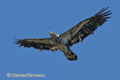 Bald-Eagle-Ecola-State-Park-D850-151788