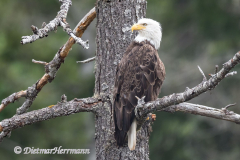 Bald-Eagle-Kanada-Vancouver-Island-D850-136789