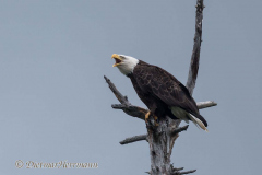 Bald-Eagle-Kanada-Vancouver-Island-D850-136798