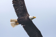 Bald-Eagle-Kanada-Vancouver-Island-D850-136833-hoch