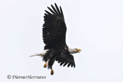 Bald-Eagle-Kanada-Vancouver-Island-D850-136841