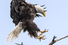 Bald-Eagle-Kanada-Vancouver-Island-D850-136846