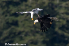 Bald-Eagle-Western-Gull-D500-020557