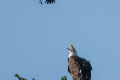 Bald-Eagle-and-Crow-D850-139034