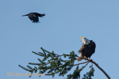Bald-Eagle-and-Crow-D850-139052