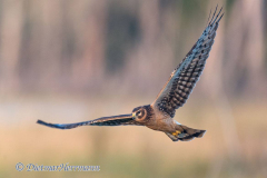Norhtern-Harrier-D850-157166