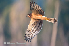 Norhtern-Harrier-D850-157170