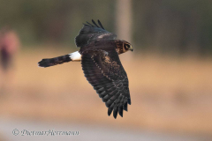 Norhtern-Harrier-D850-157176