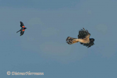 Northern-Harrier-D500-028421