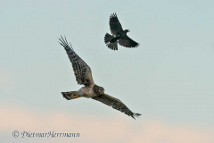 Northern-Harrier-D500-028623