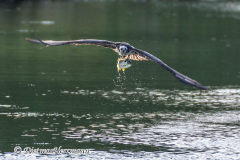 Osprey-D850-138771