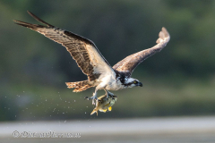 Osprey-D850-138774