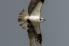 Osprey-Kanada-Vancouver-Island-Cowichan-Bay-D850-138274
