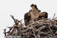 Osprey-and-fledgling-D800E-037025