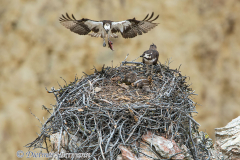 Osprey-with-Fish-D800E-046407