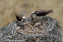 Osprey-with-Fish-D800E-046413