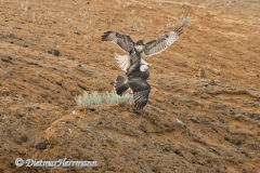 Red-tailed-Hawk-D500-028953