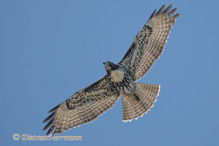 Red-tailed-Hawk-D850-157455