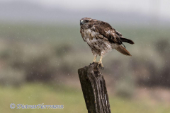 Red-tailed-HawkD500-024779