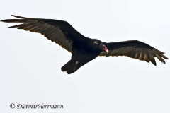 Turkey-Vulture-D500-016924