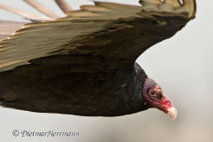 Turkey-Vulture-D500-016954