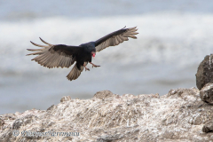 Turkey-Vulture-D500-017028