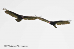 Turkey-Vulture-D850-154375