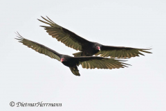 Turkey-Vulture-D850-154377