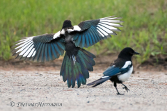 Black-billed-Magpie-Kanada-Jasper-D850-132221