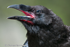 Common-Raven-D300S-201543