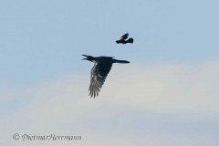 Common-Raven-D500-028479
