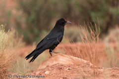 Common-Raven-D800E-039254