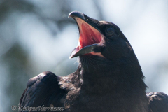 Common-Raven-D800E-041314