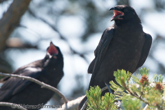 Common-Raven-D800E-041318