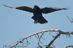 Common-Raven-D800E-041748