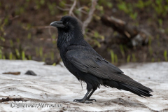 Common-Raven-D850-128481