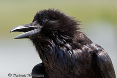 Common-Raven-Grand-Teton-Kolkrabe-sonnt-sich-D800E-041937