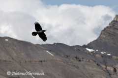 Common-Raven-Kanada-Icefields-Parkway-Columbia-Icefield-D850-133744