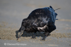 Common-Raven-Kanada-Vancouver-Island-D850-137660