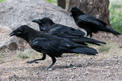 Common-Raven-Yellowstone-Kolkrabenfamilie-D300S-201499