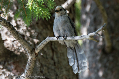Gray-Jay-D800E-042006