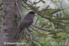 Gray-Jay-D850-127871