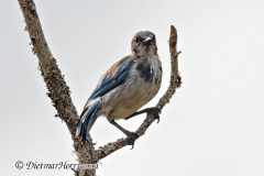 Scrub-Jay-D850-155260