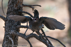 Stellars-Jay-Bryce-Canyon-D800E-036962