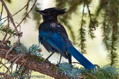 Stellers-Jay-D800E-036954