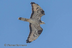 SH-Wespenbussard-Z9-177700_2